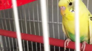 Sad budgies