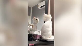 Shocked cat can’t stop staring reflection after haircut