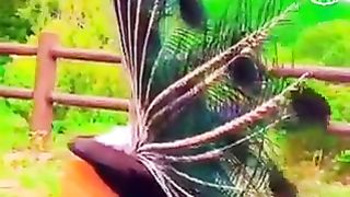 Video new