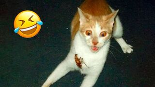 ANIMALS GOING GOBLIN MODE ???? FUNNY ANIMALS, CATS & DOGS ???? DAY 3