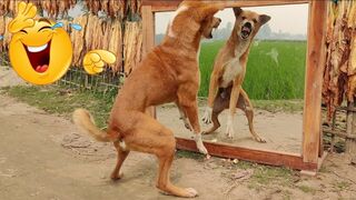 So Funny!???? Angry Dog Vs Mirror Exteme Fight _ Hilarious Mirror Prank on Dog