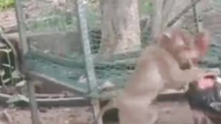 Funny monkey 4
