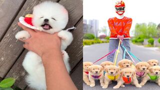 Funniest Cat & Dog - Funny Pets try not to laugh