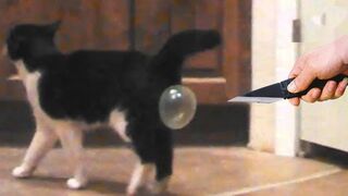 Funniest Animals | Funny Dog And Cat | Funny Animals Video #16