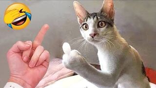 Funny Dog And Cat ???????????? Funniest Animals 2