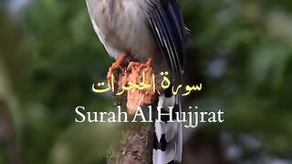 Recite 278