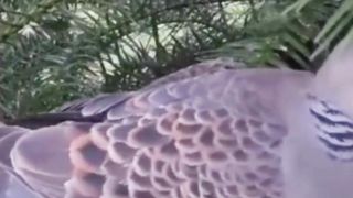 The Birds Videos