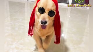 Cute & lovely dog