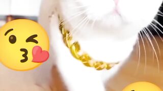 A No-Nonsense guide to Digital cat video for chillad,ideo