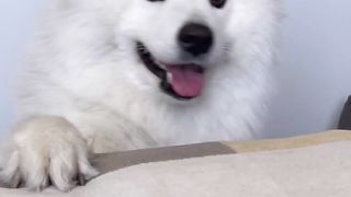 3 Things going on in my dogs head! ????