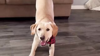 10 Breeds You NEED to Know About Before Becoming a Pet Parent! #shorts
