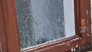 Funny cats vedios 2