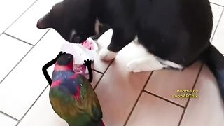 Funny Videos 6