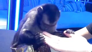 Monkey 5