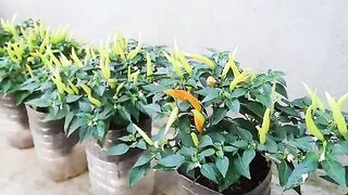 Growing chilli peppers plastic bottles at home ????️