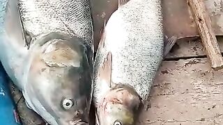 Silver Fish