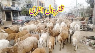 گجرات سے ظفروال پیدل مارچ