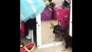 funny__videos