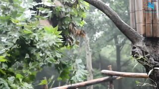 Panda bear