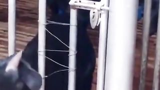 INTELLIGENT GOAT.