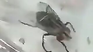 How many hives are formed when a fly sticks to food? | 9947Asim |