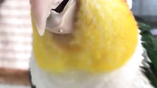 ye mithu talking parrot cute ❤️