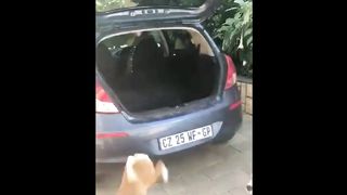 Funny animals videos 2