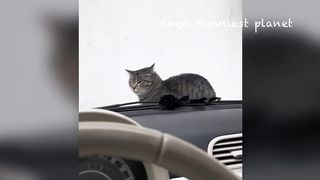 Best Funniest Animals Videos ???? - Funny Dogs And Cats Videos 2023???? #2 2