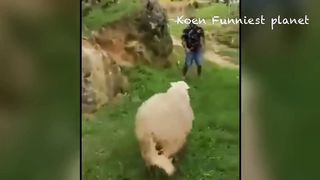 Best Funniest Animals Videos ???? - Funny Dogs And Cats Videos 2023???? #3 2
