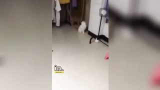 Funniest Animal Moments 2023 ???? Funniest Cats and Dogs ???????? Ep 102 | Funny Pet