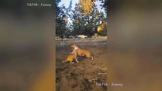 Best Funny Dogs And Cats Videos ???? - Funniest Animals Videos 2023???? 2