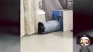 Dogs And Cat Videos That Are The Funniest ????????????