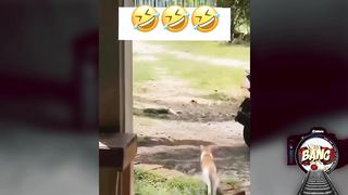 Dogs And Cat Videos That Are The Funniest ???????????? 2