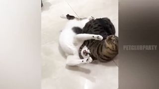 ???? Funniest and Most Hilarious Cats/Dogs Video on Sosmed