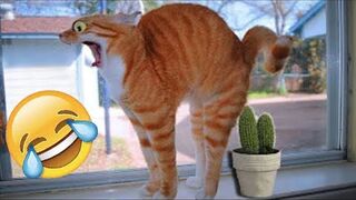 Funny Dog And Cat ???????????? Funniest Animals #215