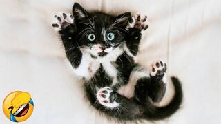 Best funny animal videos of the 2023