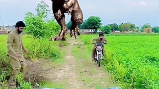 Magic video for animal 2023 #magic#video