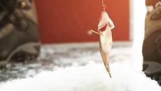 Iceland fishing ????