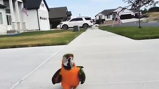 Funny Parrots Videos Compilation 2023 cute asmr moments of the animals - Cutest Parrots 1
