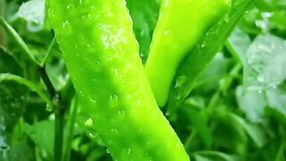 Beautiful Nature 5
