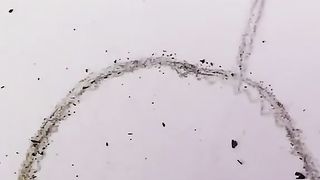 Drawing using only matches... #shorts #viral #trending #short #trend #drawing #matches