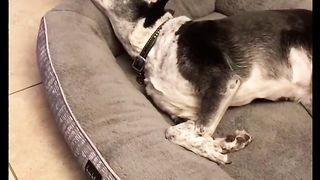 Your Daily Dose of Funny Dog Videos! ????Cute Doggos That Make Your Day! ????
