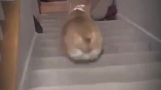 Best Funny Dogs And Cats Videos ???? - Funniest Animals Videos 2023???? 3