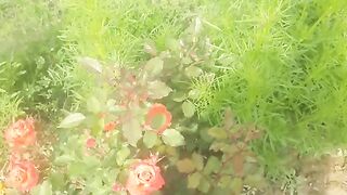Nature beauty 3