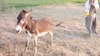 Funny video 413
