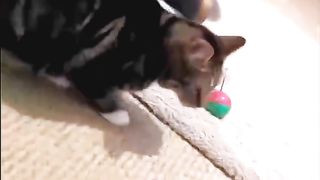 So beautiful cats in this world❤❤