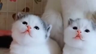 Cute kitten