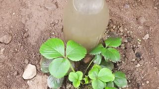 faire une irrigation goutte à goutte avec des bouteilles en plastique recyclées