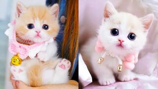 Cute and Funny Cat Videos Compilation