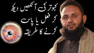 Teddy Kabootar Ustad Imran Bakra Mandi wale ka